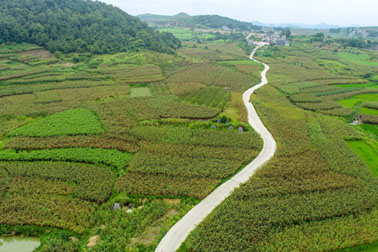 带着农户种高粱，国台酒业打造原粮基地为乡村“造血”